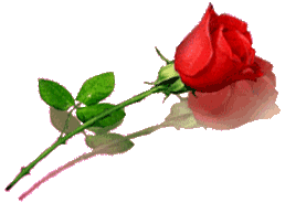 rose1.jpg